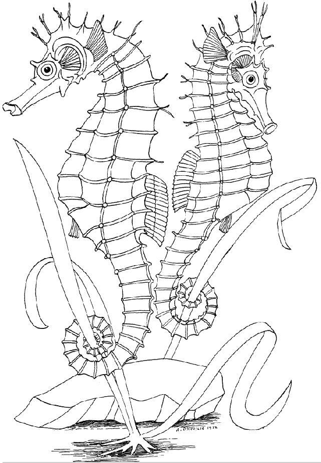 Название: Раскраска Морские коньки держат водоросли. Категория: рыбы. Теги: Подводный мир, морские коньки.