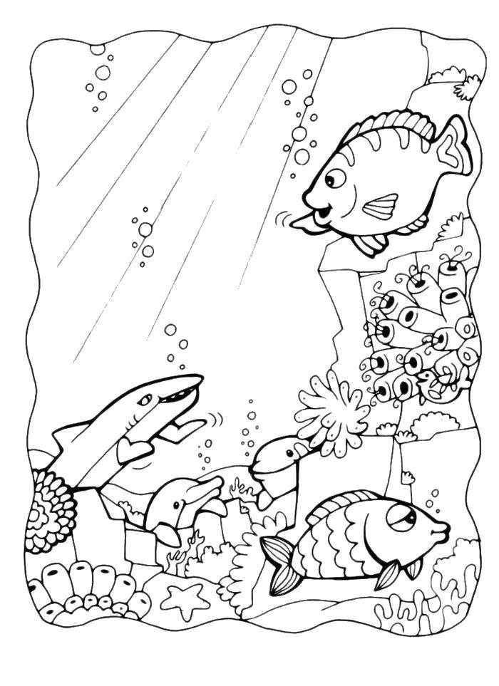 Coloring Fish, shark, dolphins, corals, algae. Category fish. Tags:  Underwater, fish, shark, Dolphin.