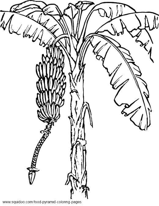 Coloring Bananas. Category tree. Tags:  palm tree, bananas.