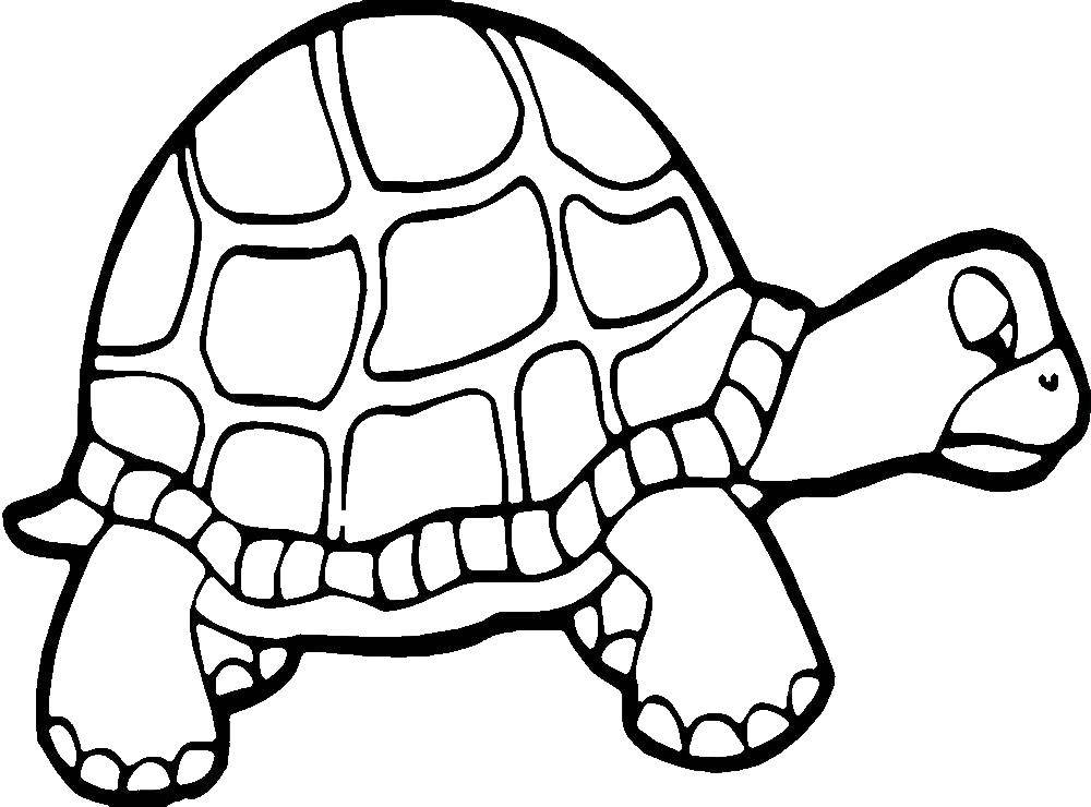 Название: Раскраска Грустная черепаха. Категория: Животные. Теги: Животные, черепаха.