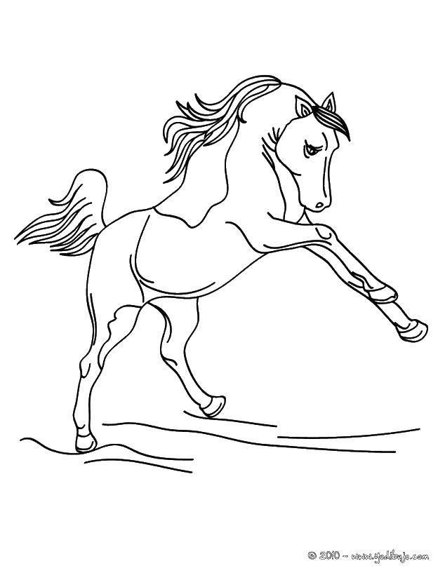 Coloring Horse. Category Animals. Tags:  horses, horses, animals.
