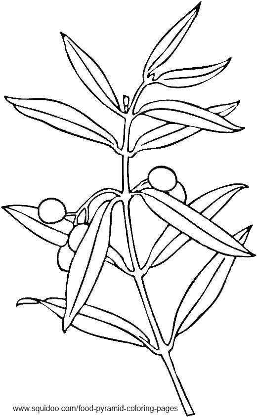 Название: Раскраска Оливки. Категория: Растение. Теги: растения, оливки.