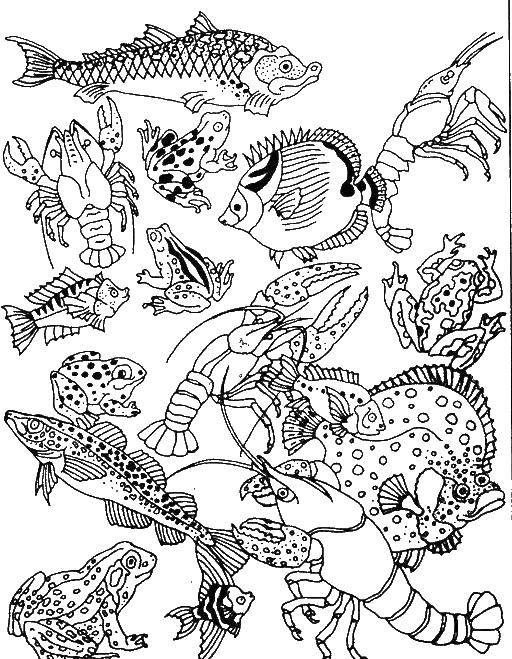 Название: Раскраска Различные морские обитатели. Категория: морское. Теги: Подводный мир, рыба, рак, лягушка.