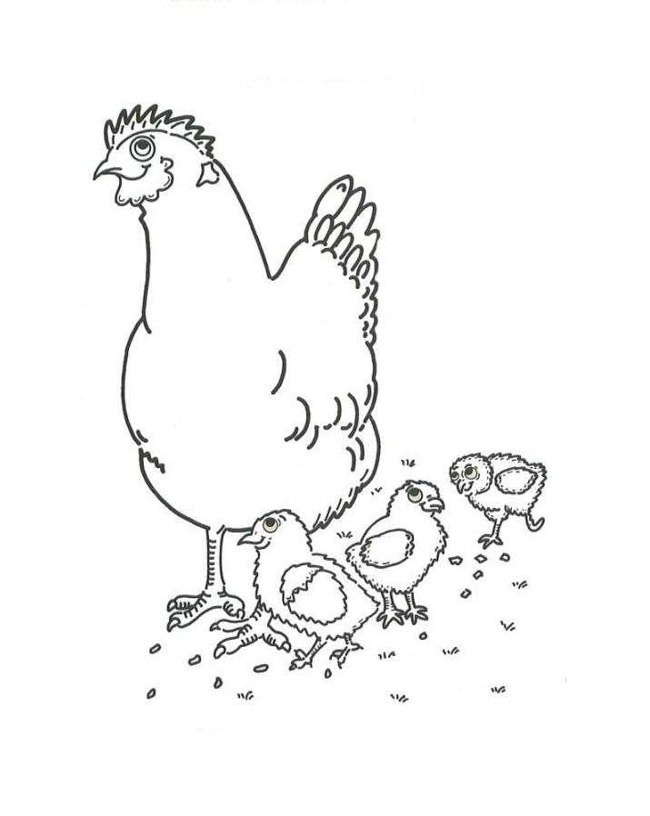 Название: Раскраска Рисунок курицы и цыплят. Категория: домашние животные. Теги: Петух.